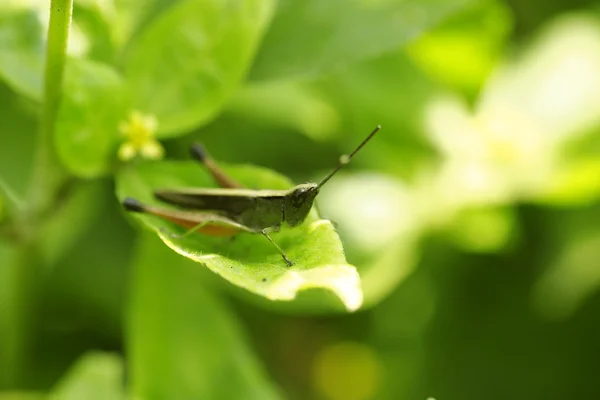 Kobylka sedící na zeleném listu — Stock fotografie