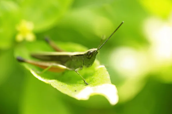 Grasshopper poleiro na folha verde — Fotografia de Stock