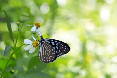 Kral kelebeği bir çiçeğin üzerinde