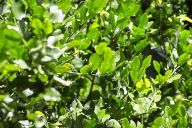 Tay Bai Magrood ara: Güney Afrika'da bir kabile kireç yaprak fide ağaçlar, bitkisel ve tıp ve ayrıca yemek pişirir