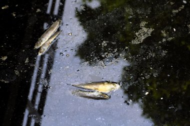 nehri kirleten kanalizasyon borusu