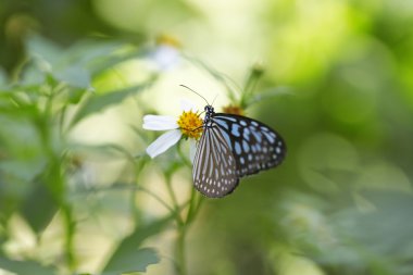 Kral kelebeği bir çiçeğin üzerinde