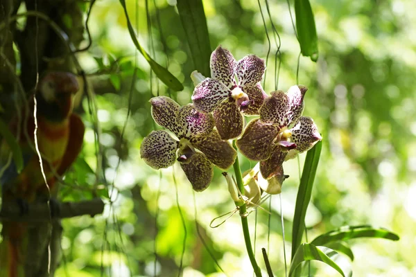 Variedade de orquídea no jardim verde — Fotografia de Stock