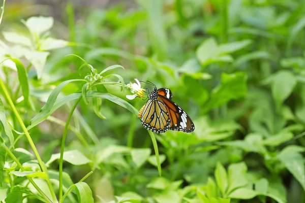 Monarca Borboleta em uma flor — Fotografia de Stock