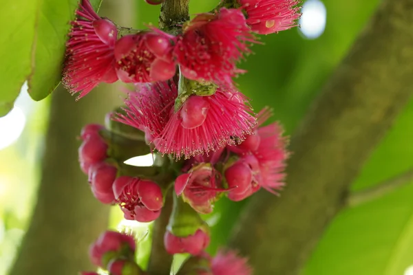 Malay apple, Malay rose apple flower — Stock Photo, Image