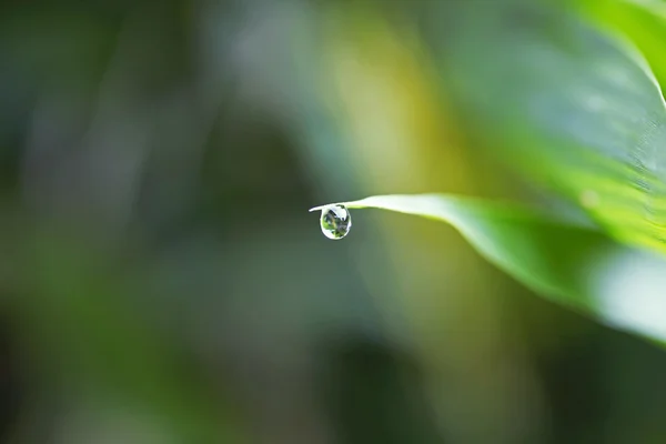 Bela folha verde com gotas de água — Fotografia de Stock