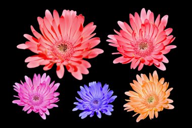 Renkli Gerbera çiçeklerini kapatın.