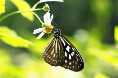 Kral kelebeği bir çiçeğin üzerinde