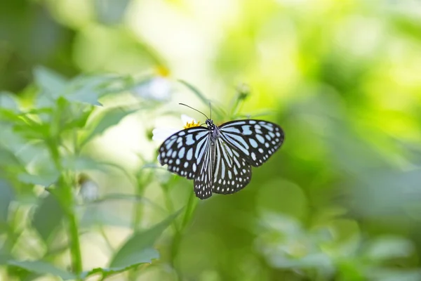 Monarchfalter auf einer Blume — Stockfoto