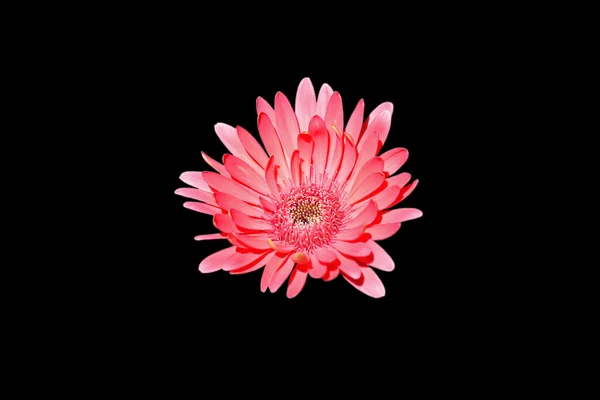 Primer plano de flores de gerberas coloridas — Foto de Stock