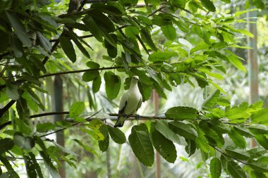 Yakalı güvercin, bir dal üzerinde (Streptopelia decaocto)