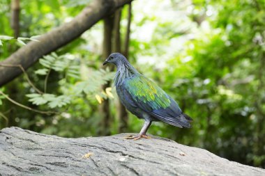 Yakalı güvercin, bir dal üzerinde (Streptopelia decaocto)