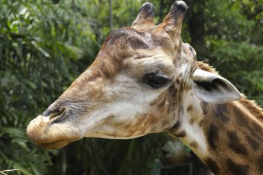 yumuşak bir ışık bir zürafa closeup