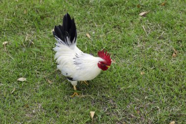 Zeminde ritmik bir yürüyüş şekli var.