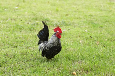 Zeminde ritmik bir yürüyüş şekli var.