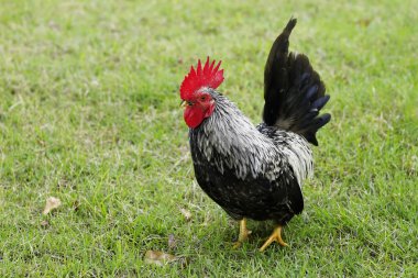 Zeminde ritmik bir yürüyüş şekli var.