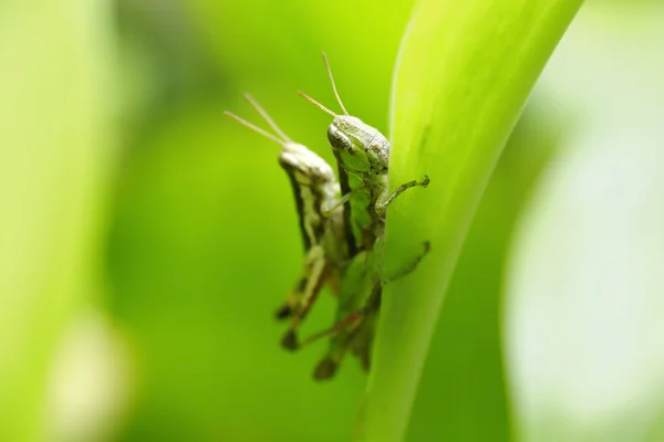 Sauterelle perchée sur une feuille verte — Photo