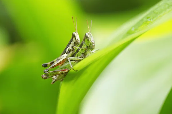 Sauterelle perchée sur une feuille verte — Photo