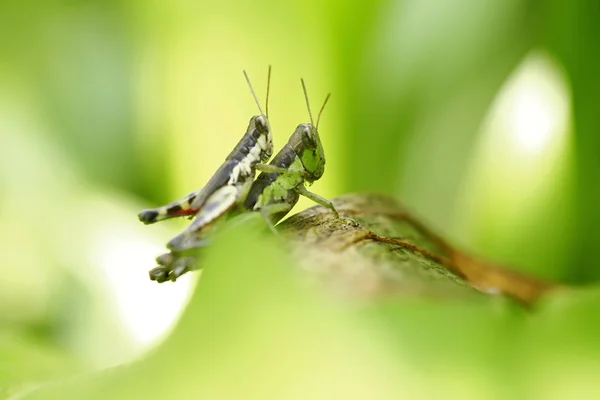 Grasshopper perching on green leaf — Stock Photo, Image