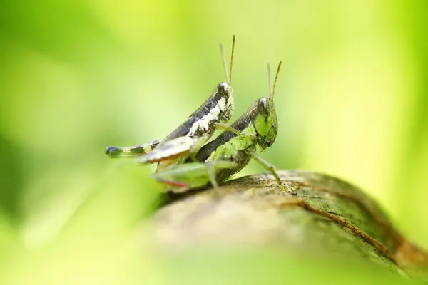 Grasshopper poleiro na folha verde — Fotografia de Stock
