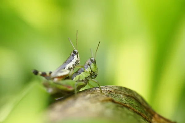 Grasshopper poleiro na folha verde — Fotografia de Stock