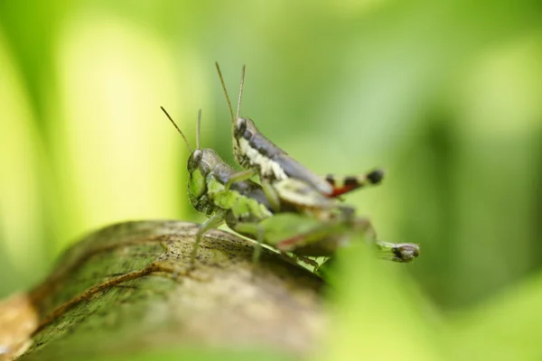 Grasshopper poleiro na folha verde — Fotografia de Stock