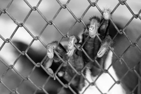 Hand monkey are trapped in the cage — Stock Photo, Image