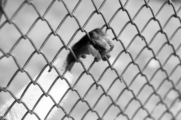 Hand aap zijn gevangen in de kooi — Stockfoto