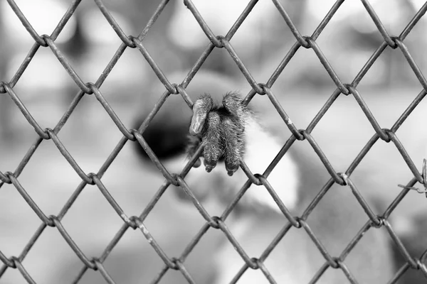 Macaco de mão está preso na gaiola — Fotografia de Stock