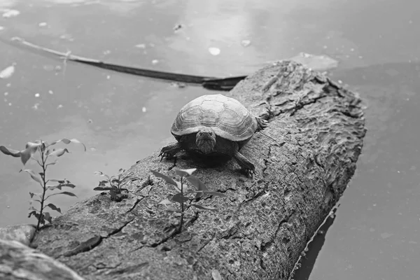 De schildpad wonen in de buurt van een klein vijvertje — Stockfoto