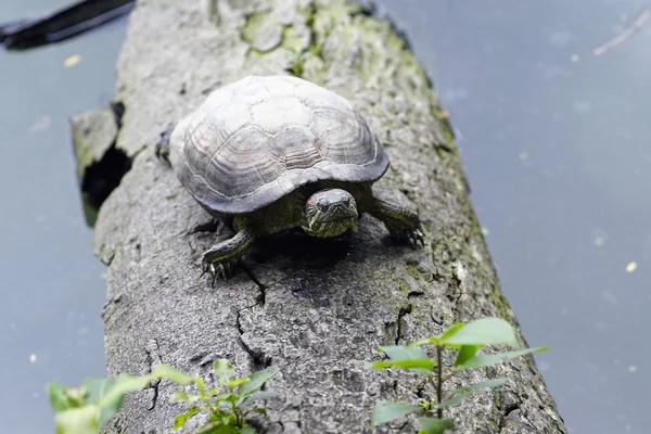 The turtle living near a little pond — Stock Photo, Image