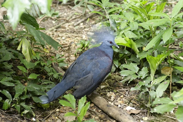 Victoria Crowned Pigeon, Goura victoria — Stock Photo, Image