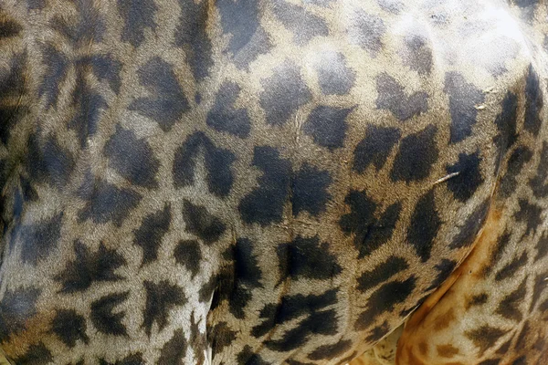 Крупный план жирафа в мягком свете — стоковое фото