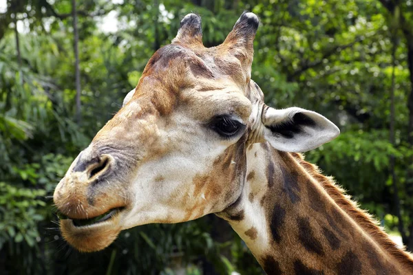 Closeup žirafa v měkké světlo — Stock fotografie