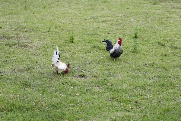 Padrão de bantam de andar rítmico no chão — Fotografia de Stock