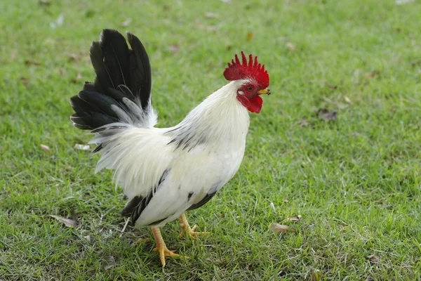 Bantam patroon van ritmisch lopen op de vloer — Stockfoto