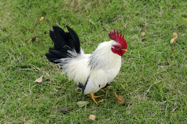 Patrón bantam de caminar rítmico en el suelo — Foto de Stock