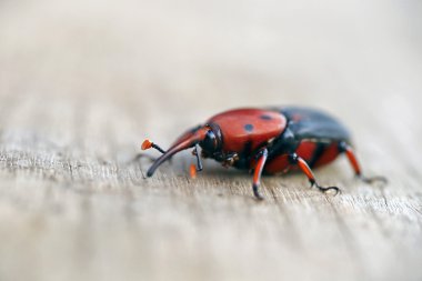Ahşap arka plan üzerinde kırmızı palmiye weevil