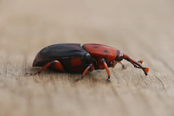 El gorgojo de palma roja sobre fondo de madera — Foto de Stock