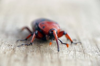 Ahşap arka plan üzerinde kırmızı palmiye weevil