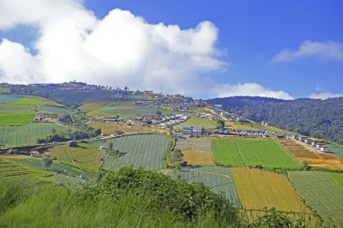 Yeşil yaz manzarası