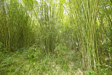 Muhteşem sabah güneşiyle bambu ormanı