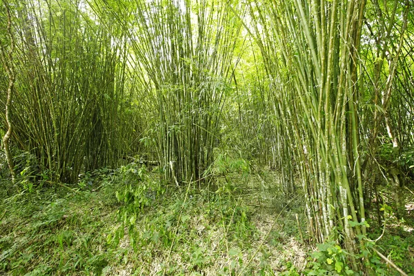 Bambusový les s nádherným ranním sluncem — Stock fotografie
