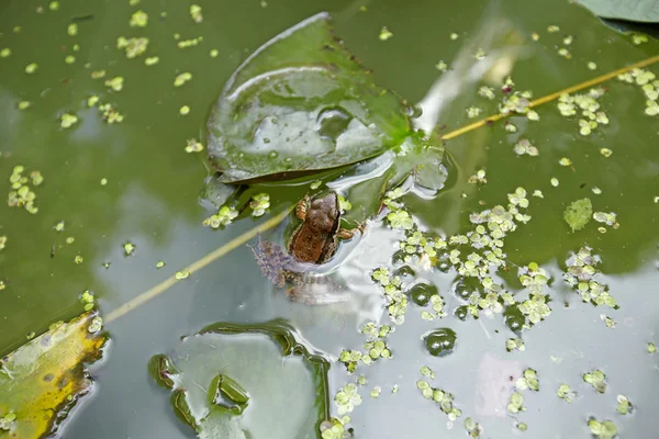 작은 잎으로 덮인 시냇물의 개구리 — 스톡 사진