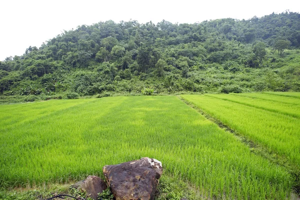 तांदूळ शेतात तांदूळ वनस्पती — स्टॉक फोटो, इमेज