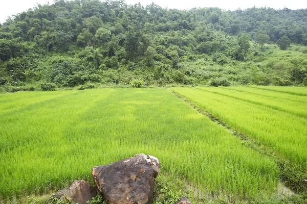 Planta de arroz en el campo de arroz —  Fotos de Stock