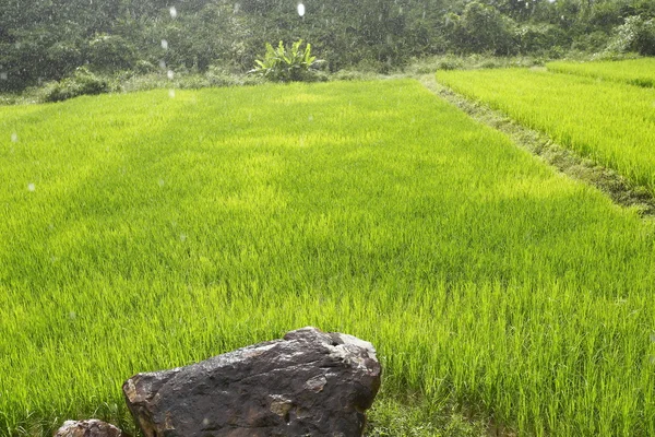 Planta de arroz en el campo de arroz — Foto de Stock
