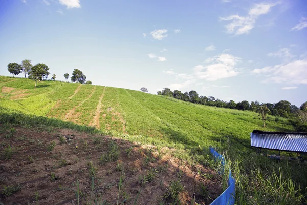 Verão verde paisagem vista panorâmica — Fotografia de Stock