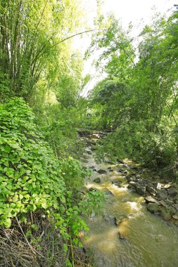 Tayland 'ın tropik yağmur ormanlarında şelale