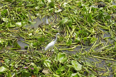 Kuş Tayland parkta canlı